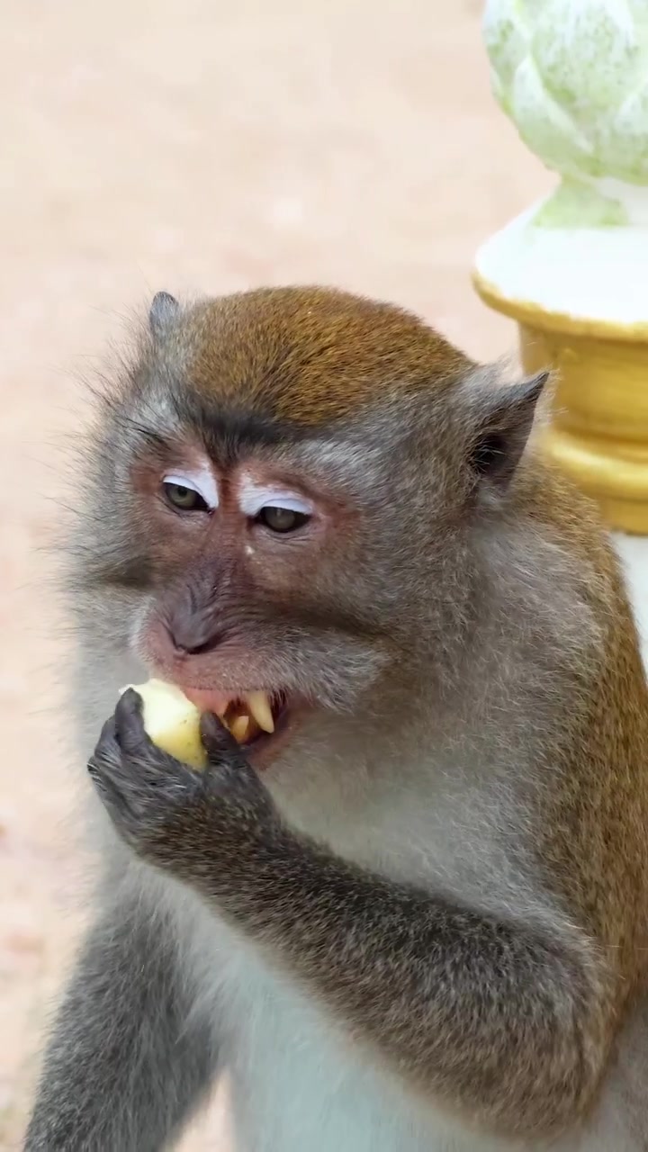 Monkey explores and interacts with environment