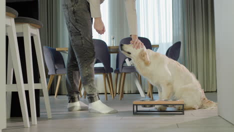 persona alimentando a un golden retriever en una cocina doméstica