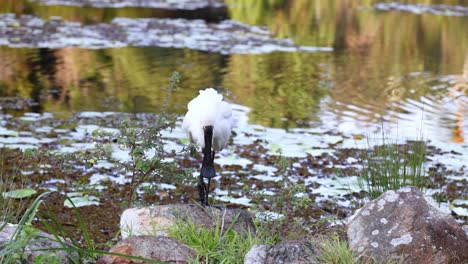 spoonbill bird foraging near pond in botanic gardens