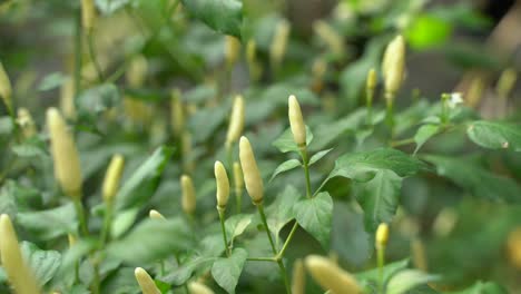 Different-colors-are-said-to-be-on-the-saffron-tree