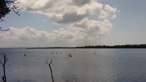 Schwarze-Schwäne-Auf-Dem-Wasser-In-Der-Nähe-Des-Seeeingangs-In-Australien