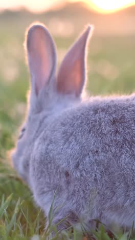 a small gray rabbit sitting on green grass in a sunlit field, looking attentively to the side. high quality 4k footage