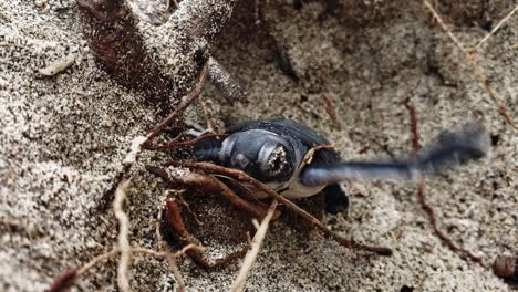 frisch geschlüpfte grüne meeresschildkröte kämpft darum, mit baumwurzeln auf den strandsand zu klettern