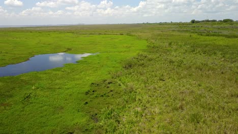 Wetlands-of-northeast-Argentina-shooted-with-drone