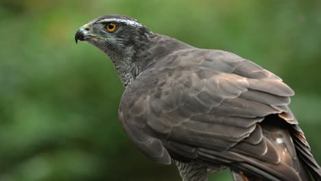 slow motion shot of northern goshawk feeding off it's prey it has just caught