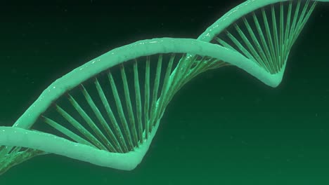 Animation-of-macro-of-dna-strand-spinning-on-green-background