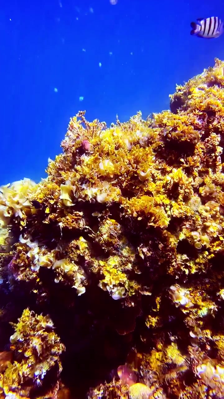 Vita nell'Oceano Pacifico, Ambiente tropicale, Paesaggio sottomarino colorato, Specie esotiche, Verticale
