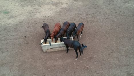 Horses-|-Horse-Racing-|-Race-Horses-|-Stud-Farm-in-India