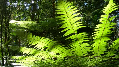 sunbeams pierce the lush green forest foliage.