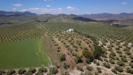 Aerial-view-of-an-olive-field-in-the-south-of-spain-with-a-olive-factory-in-the-middle