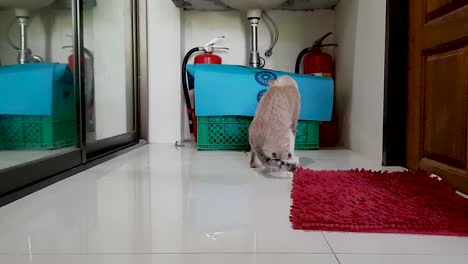 gato gris joven jugando y comiendo rezar salamandra dentro de la casa 4