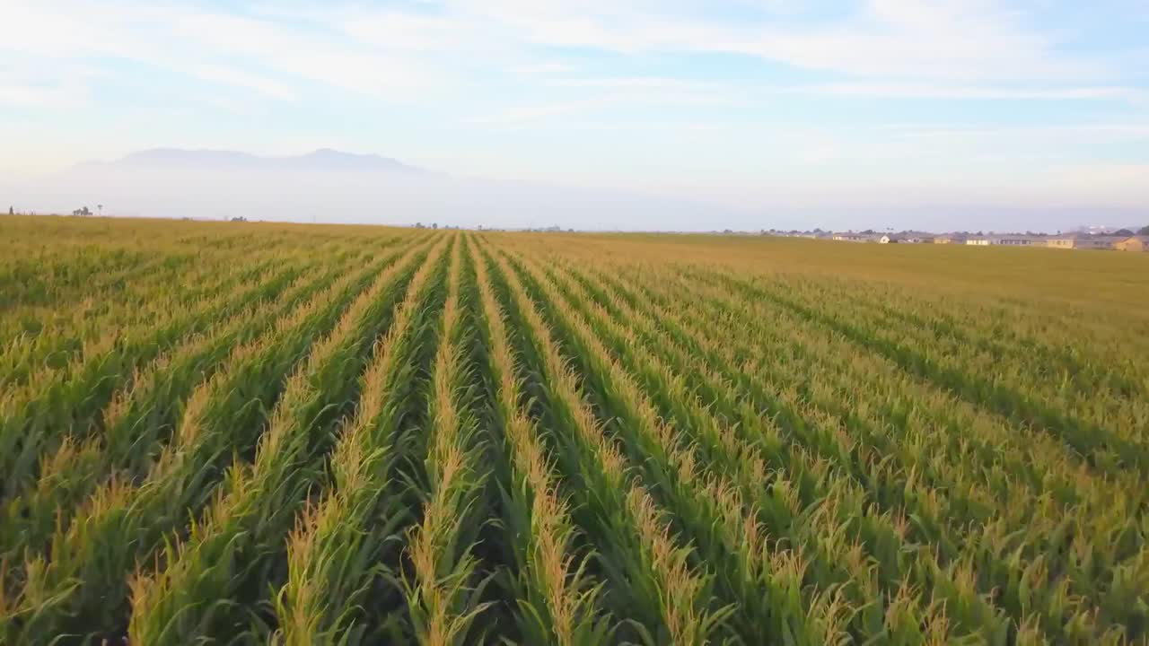 California Agriculture Cornfield Aerial Drone Flyover