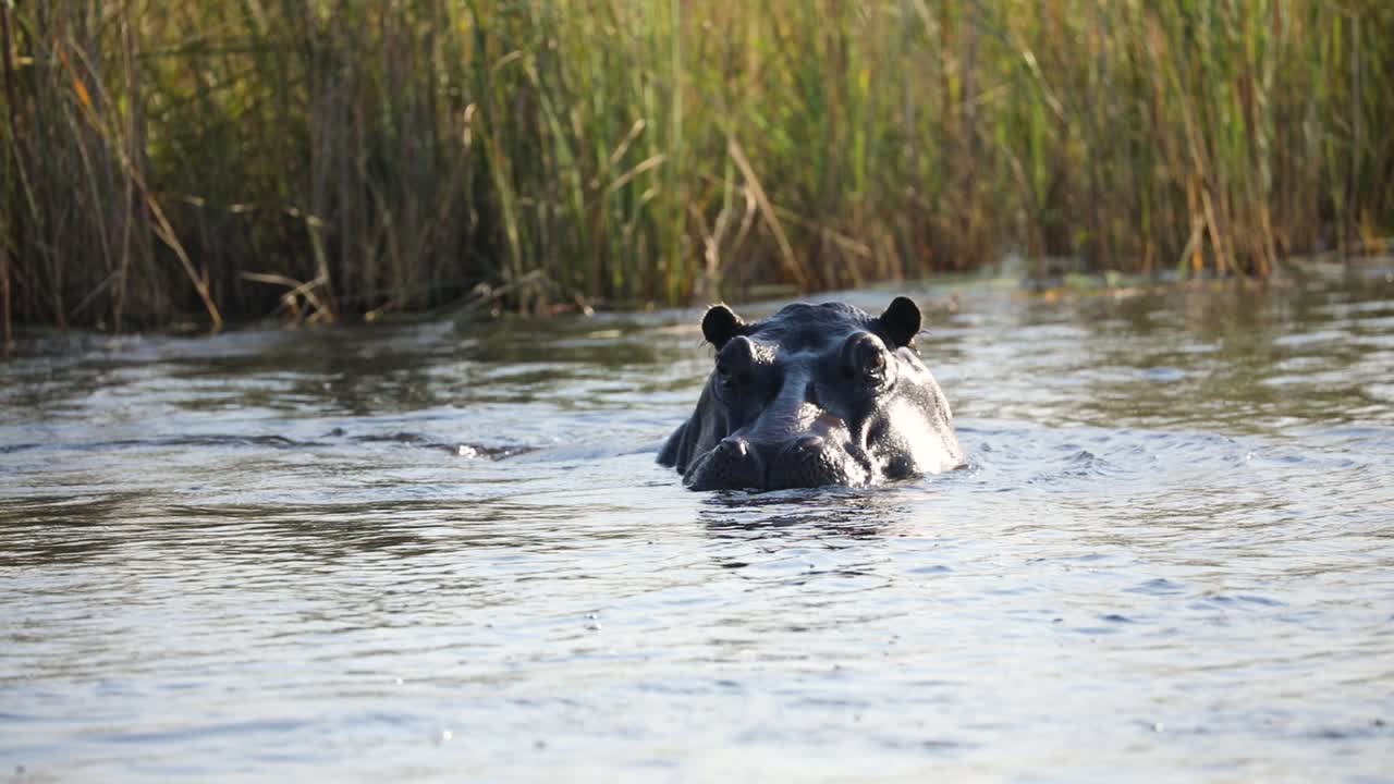 hipopótamo africano nadando en agua de río en namibia, áfrica