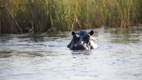 Afrikanisches-Nilpferd,-Das-Im-Flusswasser-In-Namibia,-Afrika-Schwimmt