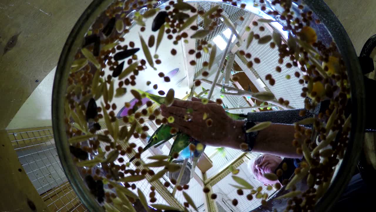 노인에게 무새를 먹이는 사람, 손을 만지거나 만지는 동물원, 초록색과 파란색의 무, 기의 감정, 애완동물의 부드러움, 낮은 각도 관측, 새의 리