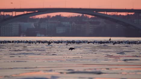 Pájaros-Parados-Sobre-El-Hielo-Frente-A-Una-Puesta-De-Sol