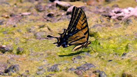 dos tigres cola de golondrina mariposa amarilla y negra batiendo sus alas en el viento primer plano y primerísimo plano