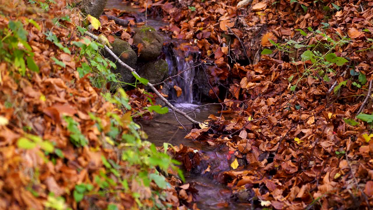 agua que fluye a través de piedras y hojas marrones caídas de los árboles del bosque en otoño