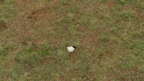 Drohnenaufnahmen-Eines-Ibis-Vogels,-Der-In-Freier-Wildbahn-Spaziert