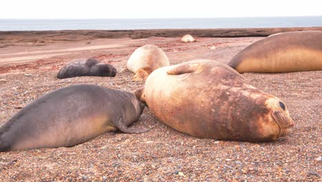 Elephant-Seal-Pup-trying-to-suckle-its-mother-as-they-lie-on-the-sandy-beach-with-other-seals
