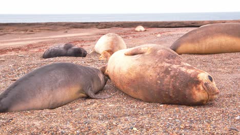 un cachorro de foca elefante tratando de amamantar a su madre mientras se acuestan en la playa de arena con otras focas