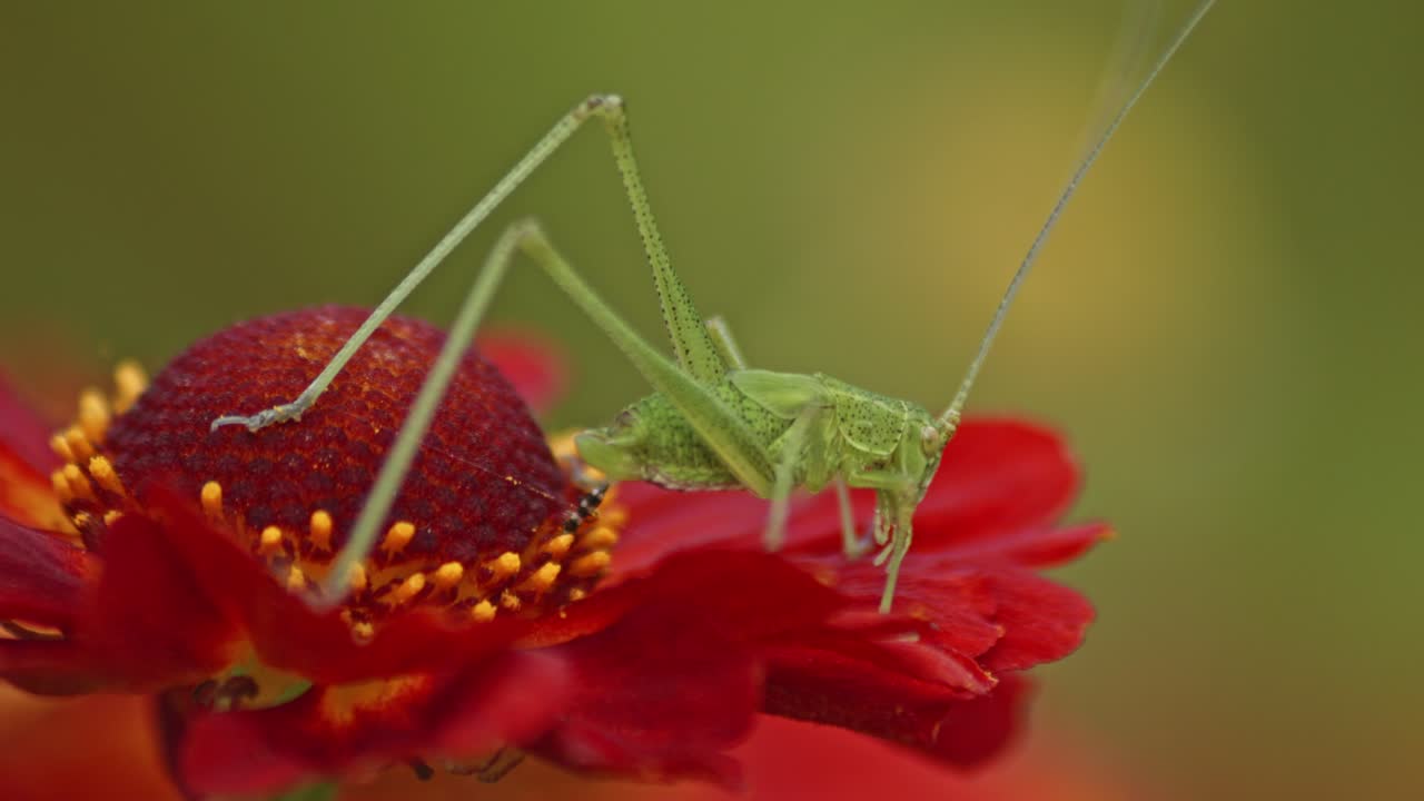 un primer plano de un saltamontes común verde en una flor de hierbera roja contra un fondo verde borroso