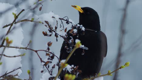un grajo muerde una hoja de un árbol cubierto de nieve