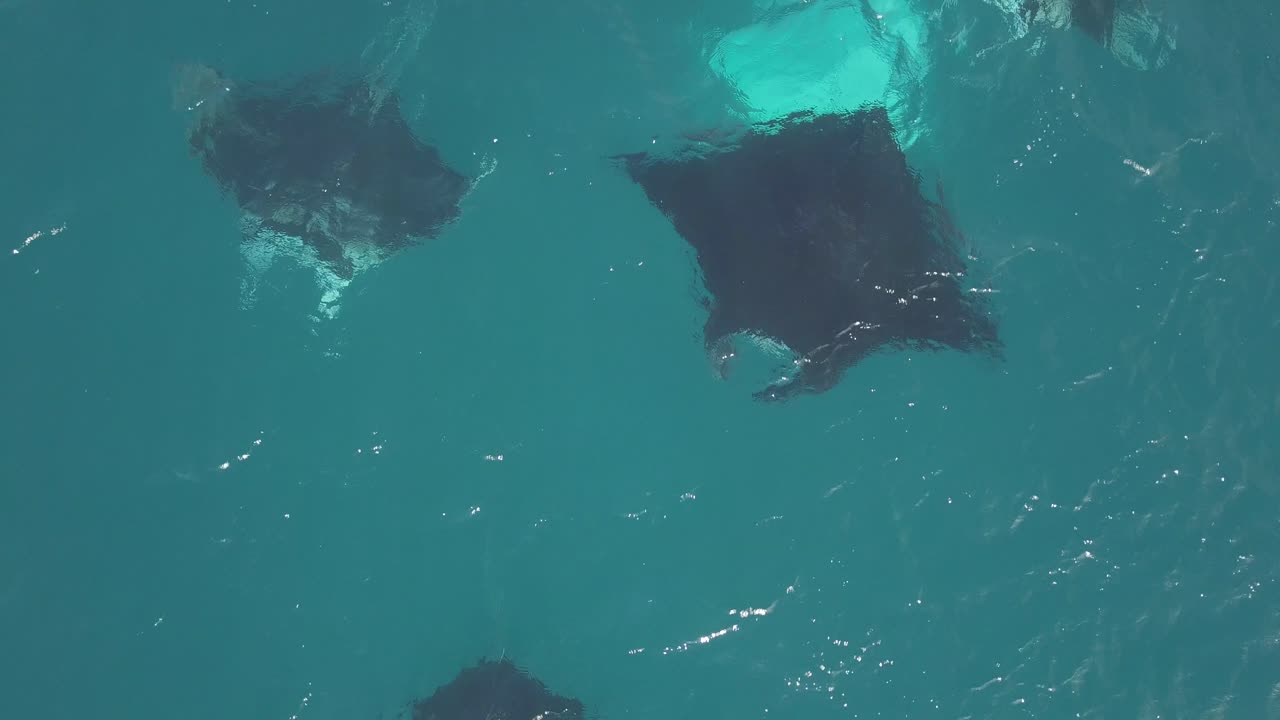 Aerial View of Manta Rays in Clear Tropical Waters