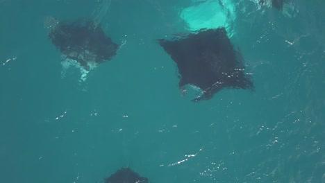aerial view of manta rays in clear tropical waters