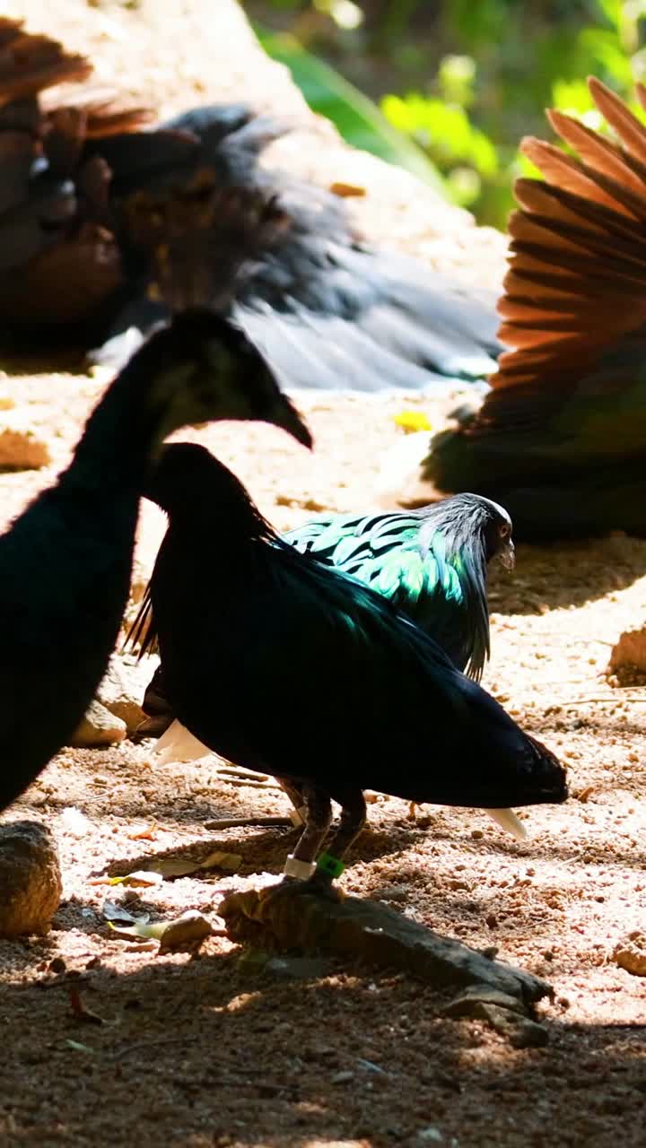 павуны взаимодействуют и демонстрируют яркие перья