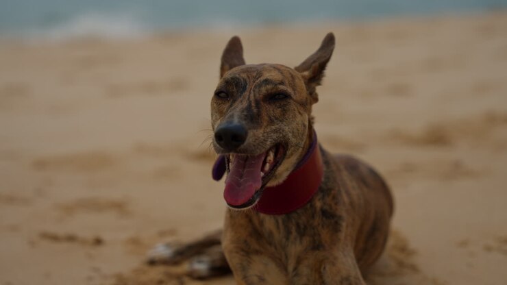 Whippet tigrato che si rilassa sulla spiaggia