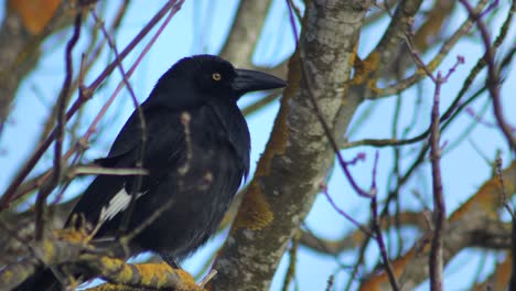 pied currawong perched standing on bare tree branch sunset australia, victoria, gippsland, maffra close up