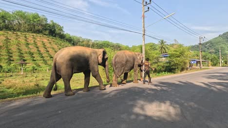 two elephants walking across a road with a handler