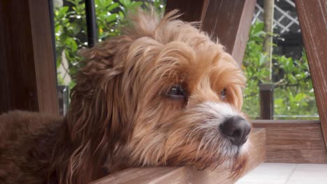 A-wise-looking-sleepy-old-Cavapoo-dog-rests-his-head-underneath-a-table