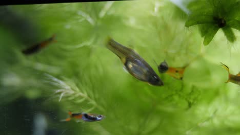 static shot of an aquarium with plants like ceratophyllum, elodea canadensis, in the background and swimming poecilia reticulata fish in the foreground