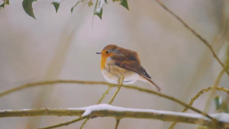 petirrojo solitario posado en una rama cubierta de nieve