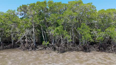 lush mangrove forest thriving in coastal habitat