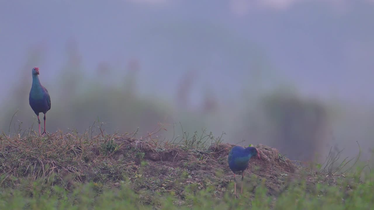 안개 가득 한 아침 에 회색 모자 를 입은 습지
