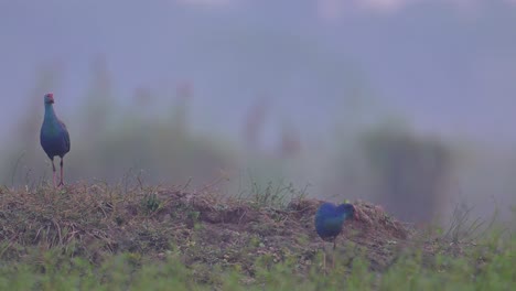 grey hooded swamp hens in misty morning