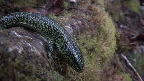 extreme close up of a highland alligator lizard in the jungles of costa rica