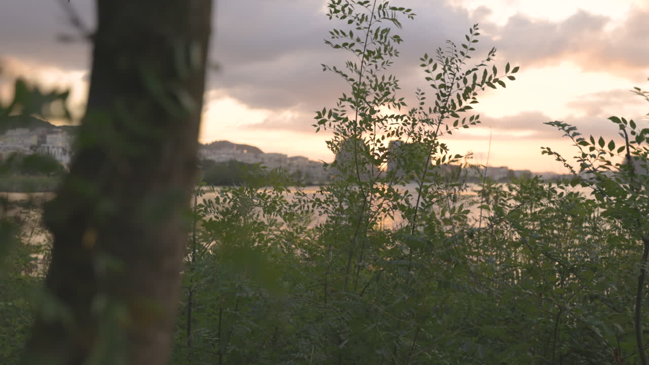 arbustos junto al agua y ramas de plantas silvestres verdes hojas junto al río del lago de la ciudad al atardecer, siguiendo la vista lateral del tronco del árbol y el paisaje de la naturaleza urbana