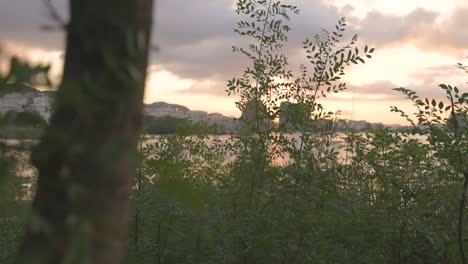 waterside bush and green wild plants branches leaves by city lake river at sunset, tracking sideways view of tree trunk and urban nature landscape