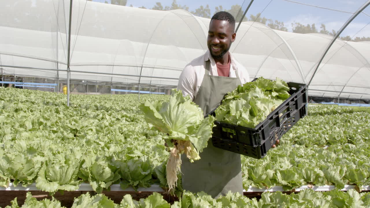 Holding crate of lettuce, farmer smiling and harvesting in hydroponic farm
