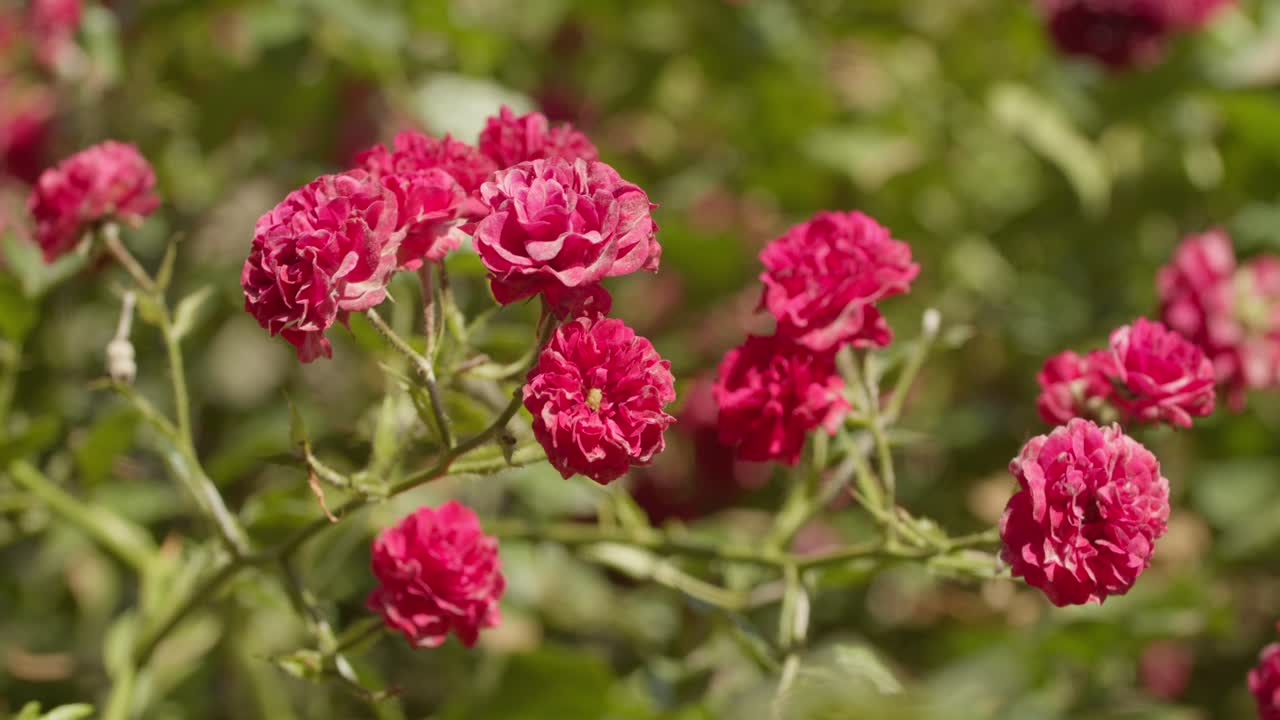 Bright red roses in full bloom on a sunny day, close-up