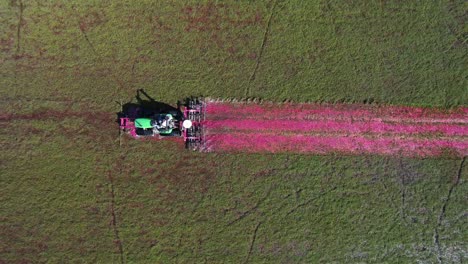 En-El-Centro-De-Wisconsin,-Un-Tractor-De-Grada-Corta-Un-Pantano-De-Arándanos-Y-Los-Derriba-De-La-Vid,-Lo-Que-Permite-Que-Los-Arándanos-Maduros-Floten-Hacia-La-Superficie-Del-Agua