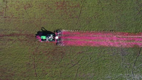 en el centro de wisconsin, un tractor de grada corta un pantano de arándanos y los derriba de la vid, lo que permite que los arándanos maduros floten hacia la superficie del agua
