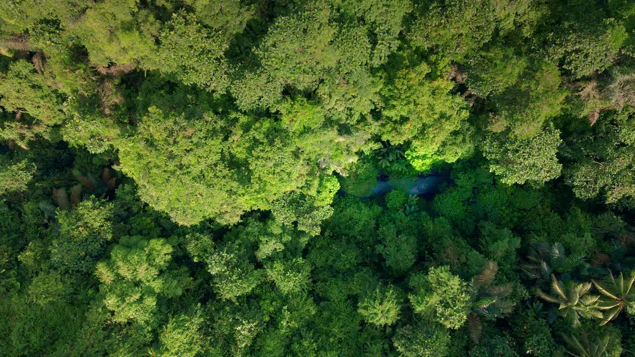 Sunset aerial top down view river in tropical jungle green rainforest 4k Indonesia