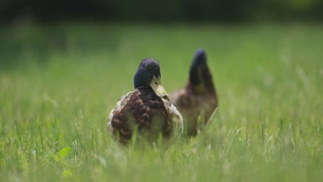 a close-up of two mallard ducks sitting on lush grass and grooming themselves, cleaning feathers with their noses