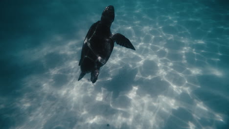 Turtle-rises-up-flapping-flippers-as-cute-shadow-is-cast-on-sandy-bottom-of-water-in-slow-motion