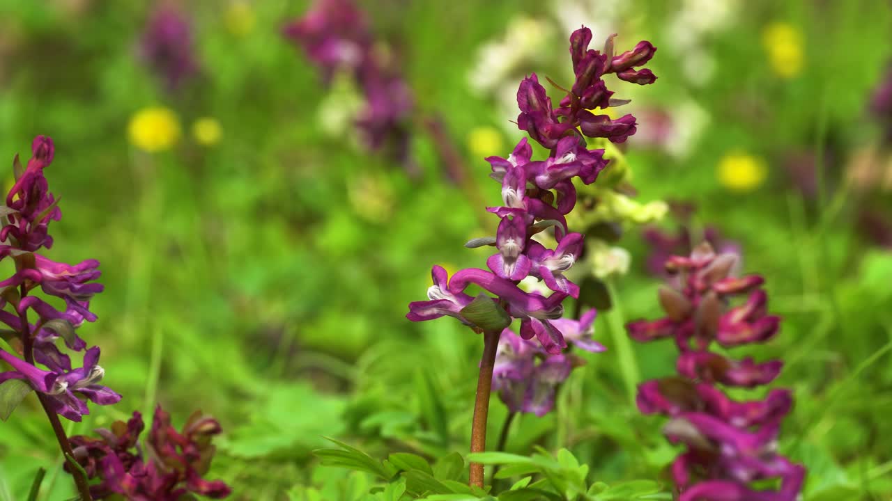 suelo de bosque colorido en primavera, en un día soleado pero ventoso